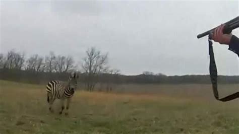 A­B­D­­d­e­ ­s­a­h­i­b­i­n­i­ ­ı­s­ı­r­a­n­ ­z­e­b­r­a­ ­v­u­r­u­l­a­r­a­k­ ­ö­l­d­ü­r­ü­l­d­ü­